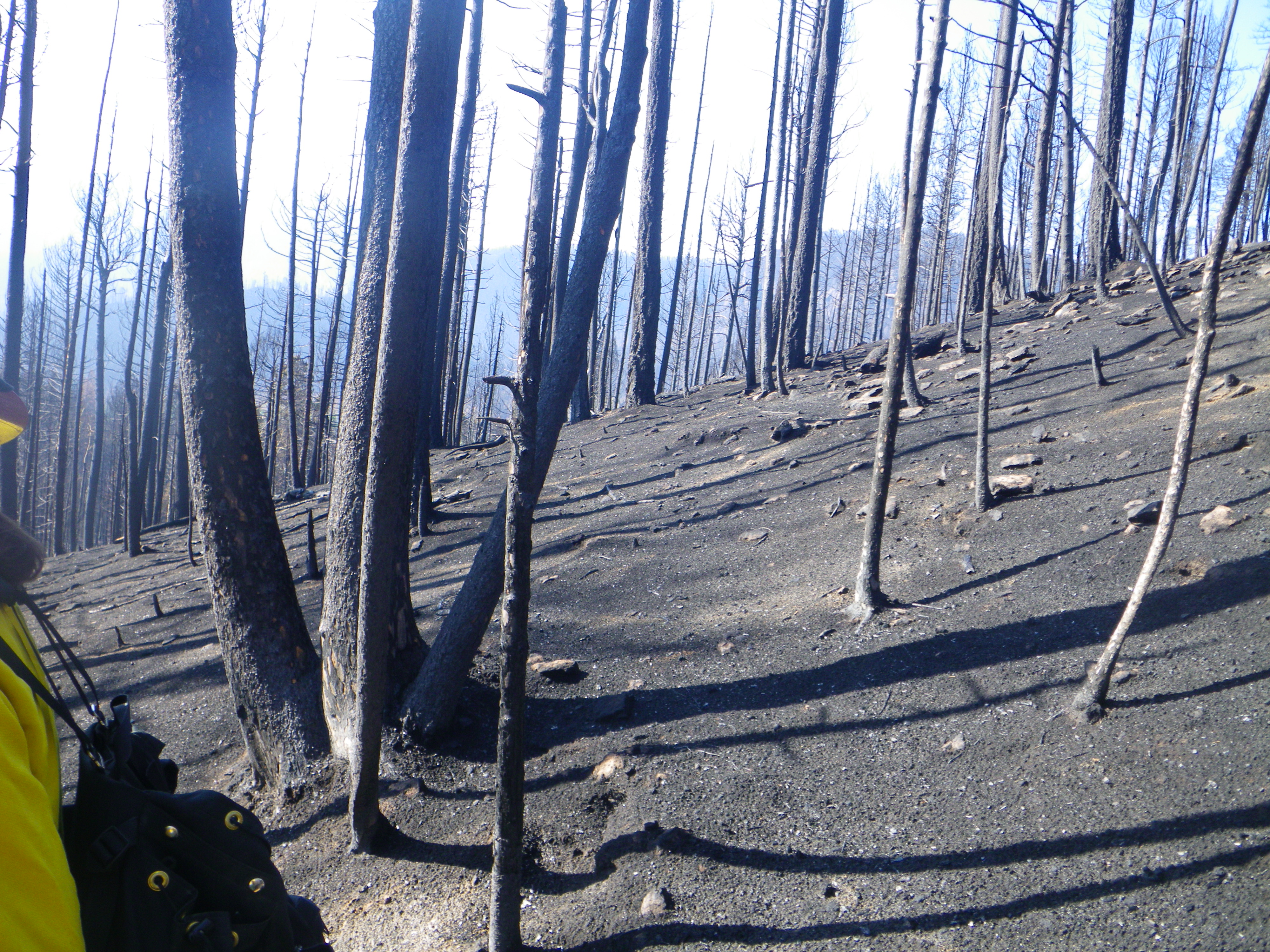 Burned  slopes near Santa Clara Canyon, NM following 2011 Las Conchas Wildfire 