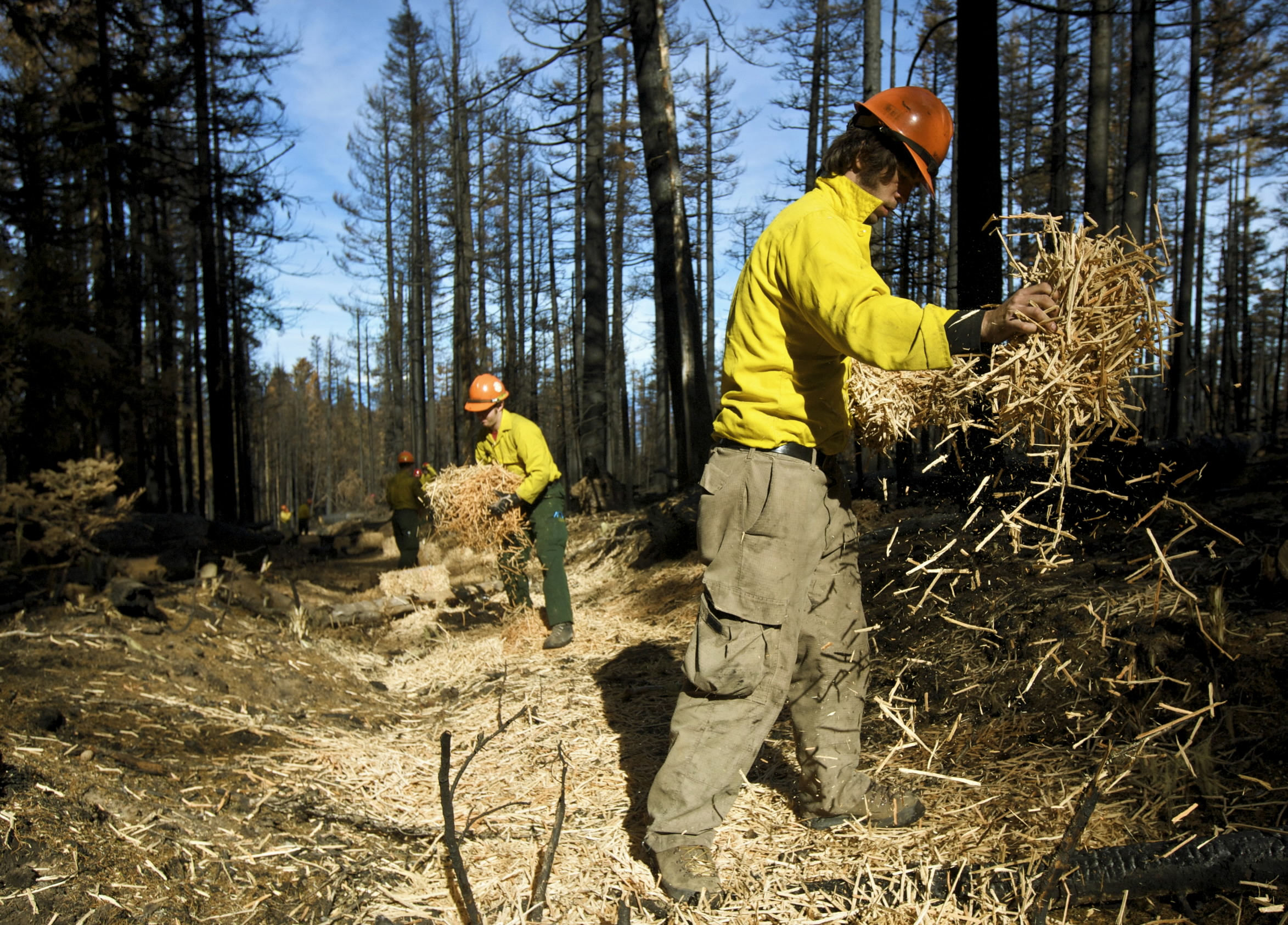 Dry Mulch — After Wildfire