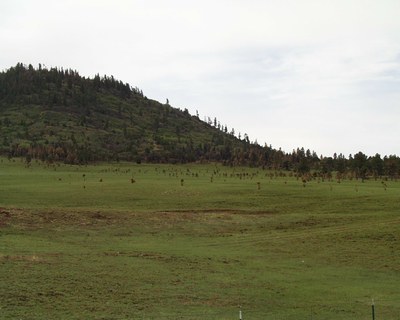 Grassland Burn with New Growth