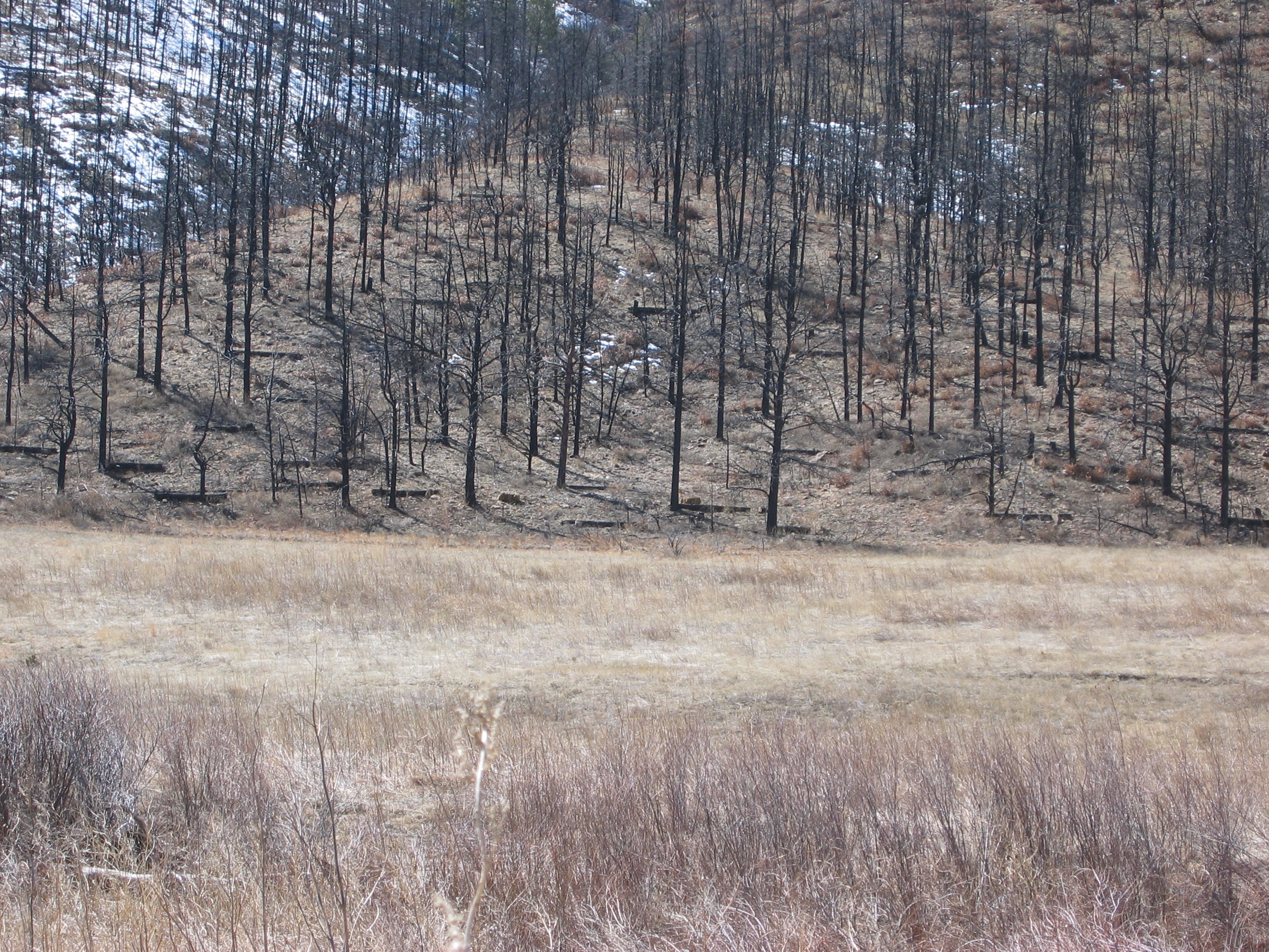 log erosion barrier/contour log felling