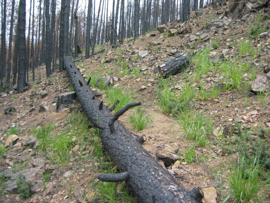 log erosion barrier 3