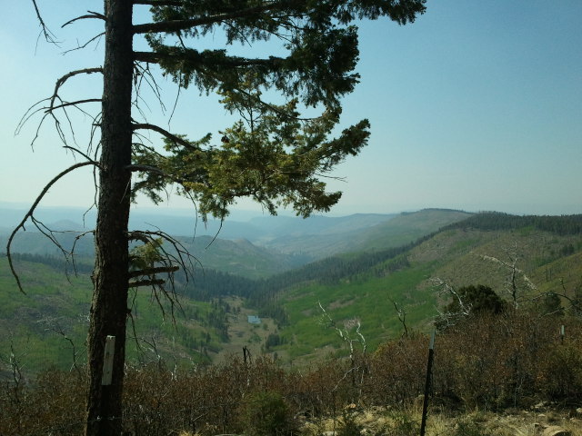 New Growth after Wildfire.