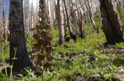 Rare Plant (Mogollon death camus) in Wildfire Area