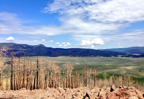 Post Wildfire photo